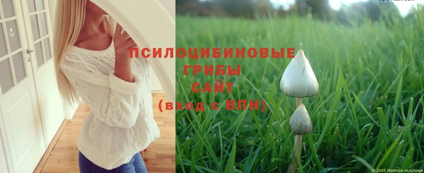 PSILOCYBIN Гусиноозёрск